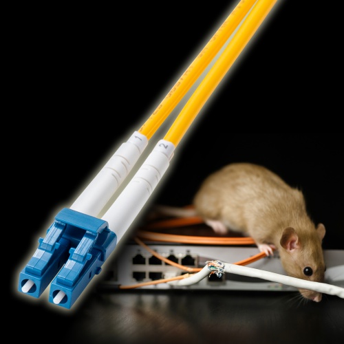 �l�Y�~�ɂ������Ă����S